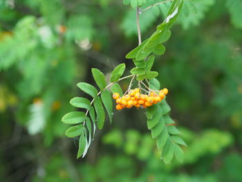 Close-up of orange growing on tree