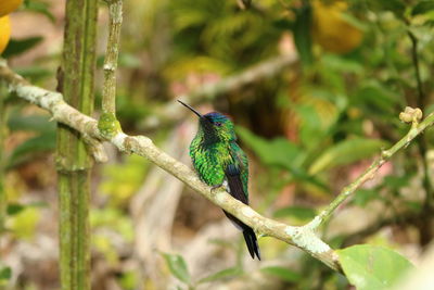 Close-up of hummingbird perching on branch