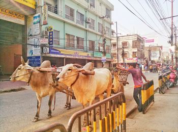 Cows on street