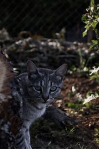 Close-up portrait of cat