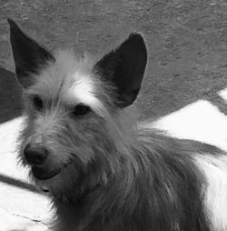 Close-up portrait of a dog