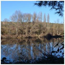 Reflection of trees in lake