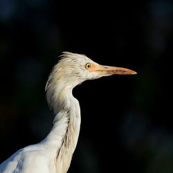 Close-up of a bird