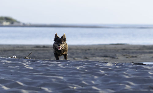 Dog in the sea