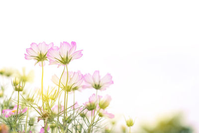 Close-up of pink flowering plants against clear sky