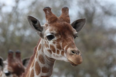 Close-up portrait of a giraffe