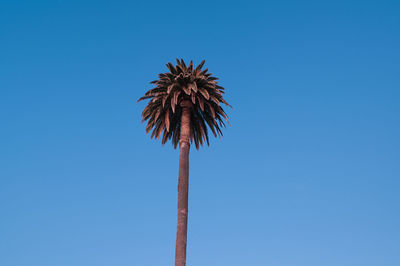 Low angle view of palm tree against clear blue sky