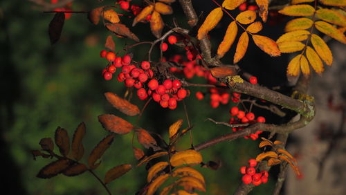 Rowan berries in the late afternoon sunlight