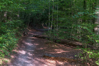 Trail on dirt road in forest