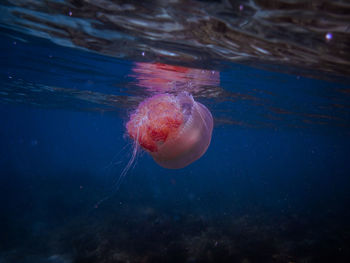 Close-up of jellyfish swimming in sea