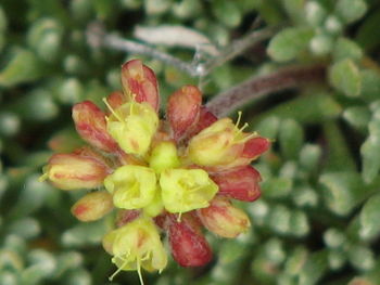 Close-up of flowers