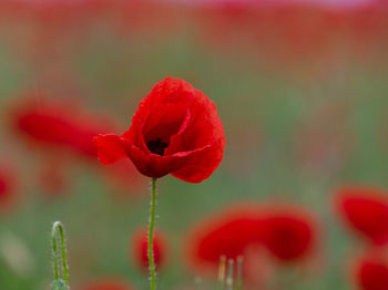 Close-up of red poppy flower