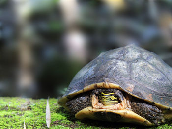 Close-up of a turtle