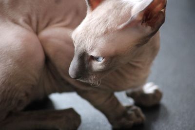 Close-up of a cornish rex kitten lying on bed