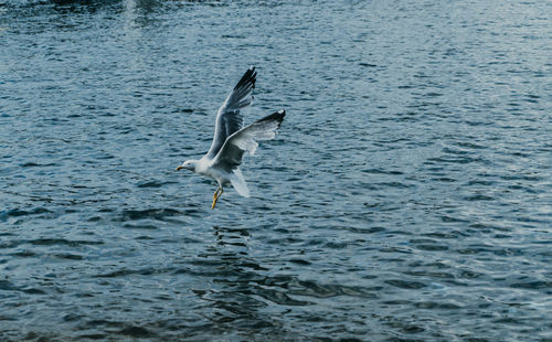 Swan swimming in sea