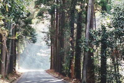 Trees in forest