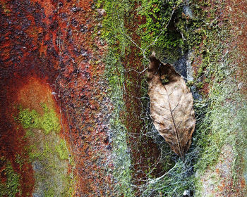 Plants growing on tree trunk