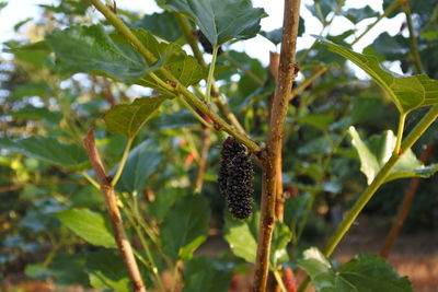 Close-up of insect on plant