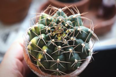 Cropped hand holding potted cactus plant