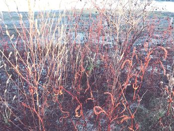 Close-up of bare plants in winter