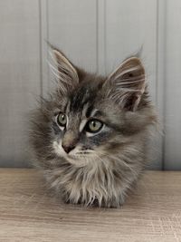 pet