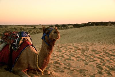 Camels in desert