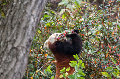 Close-up of squirrel on tree trunk in forest