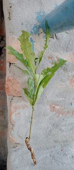 plant