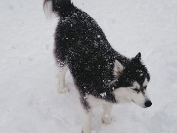 High angle view of dog on snow field