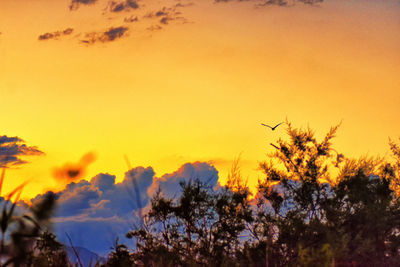 Silhouette plants against orange sky during sunset
