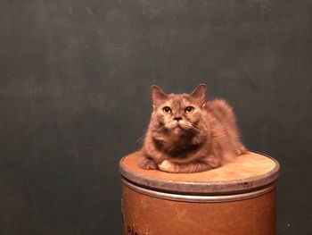 Portrait of cat against sky