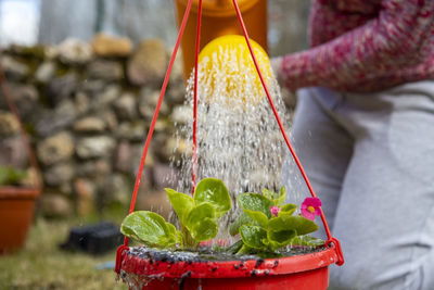 Close-up of a watering can pouring onto a potted flower. gardener waters sprout plant in pot