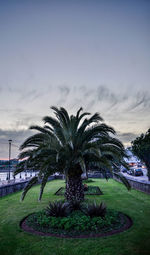 Palm trees in city against sky