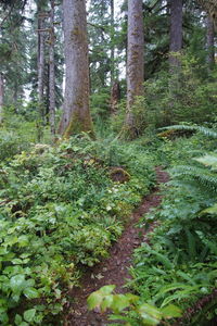 Low angle view of trees in forest