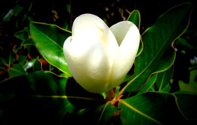 Close-up of white flower growing on plant