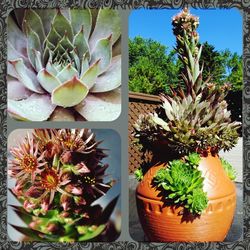 Close-up of potted plant