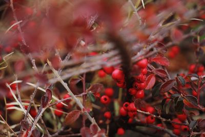 Close-up of red berries on tree