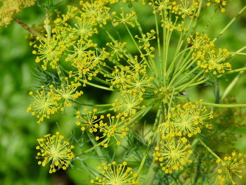 Close-up of flowers