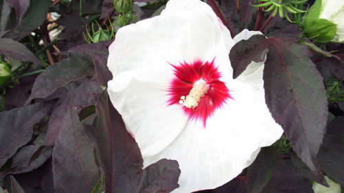 Close-up of white hibiscus flower