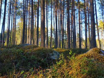Pine trees in forest