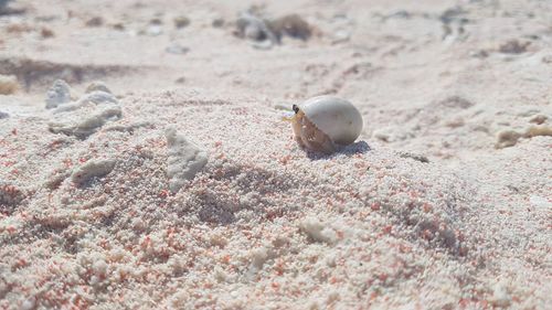 Close-up of shell on sand