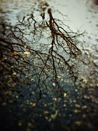 Trees in water