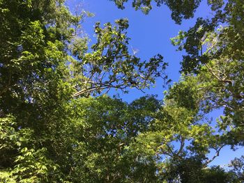 Low angle view of tree against sky