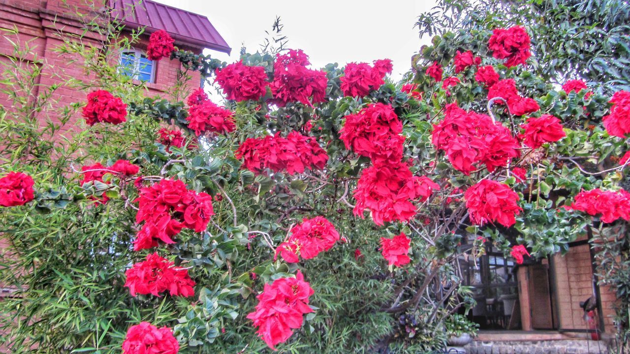 RED FLOWERS BLOOMING BY TREE