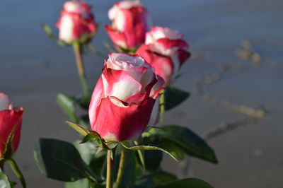 Close-up of pink rose