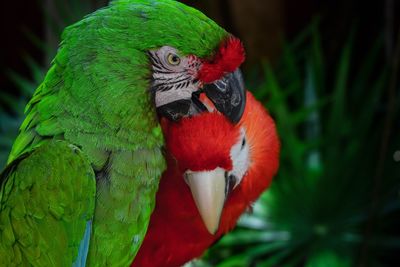 Close-up of parrot perching on branch