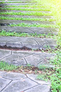 Plants growing on grass