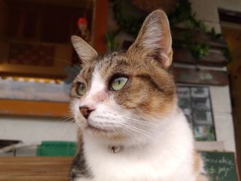 Close-up portrait of cat