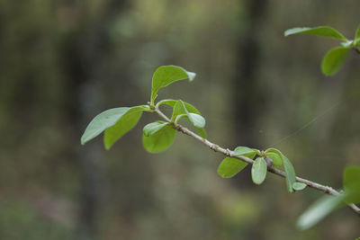 Close-up of plant growing outdoors