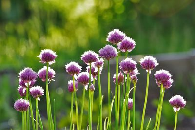 Close-up of pink flowering plants on field